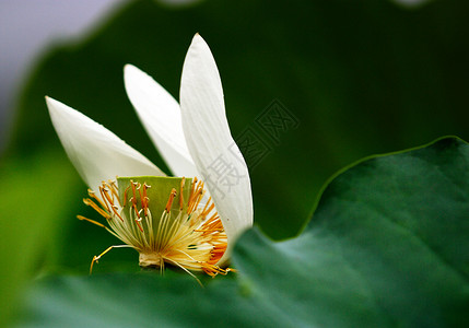 植物 莲花鲜花雌蕊水生植物黄色叶子雄蕊白色绿色荷花池背景图片