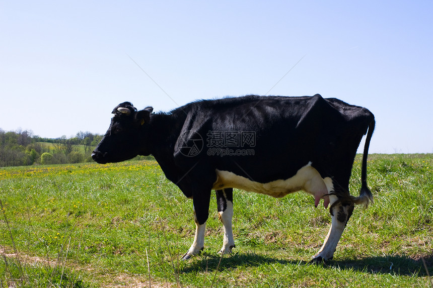 泉水在草原上 有头牛哺乳动物自由天空场地爬坡城市农场家畜季节地平线图片