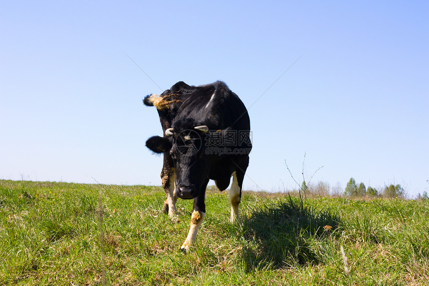 泉水在草原上 有头牛土地农业农场哺乳动物蓝色天空家畜城市稻草动物图片