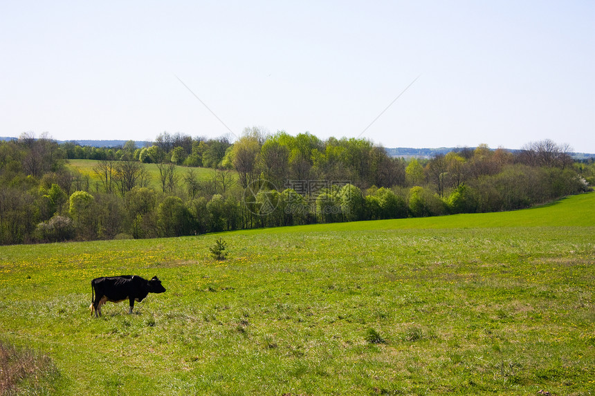 泉水在草原上 有头牛牧场农场爬坡家畜场景奶牛自由城市蓝色天空图片