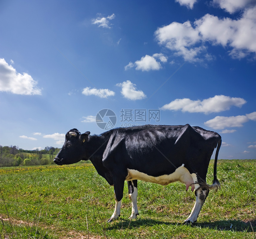 在草地上的牛农场场地地平线牧场土地哺乳动物家畜农业稻草自由图片