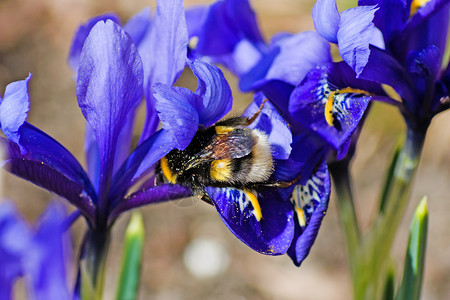 春天 大黄蜂在花朵上熊蜂蜂蜜头发季节花园翅膀草地动物紫色植物背景图片