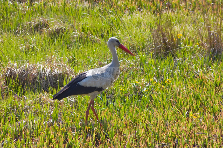 草地中的动物白色红色羽毛水平场地绿色叶子荒野摄影图片