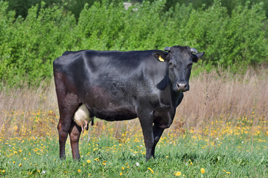 草地上的黑牛牛奶牧场白色家畜场景绿色爬坡黑色乡村小牛图片