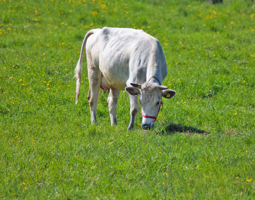 草地上年轻的白奶牛图片