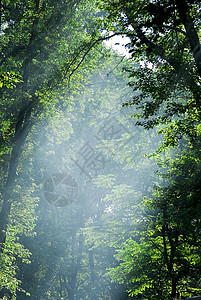 阳光照耀在森林中背景图片