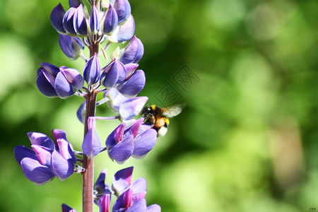 花和蜜蜂背景图片