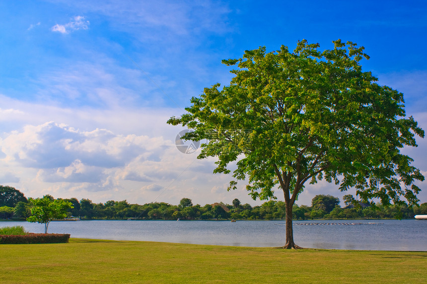 湖边孤树图片