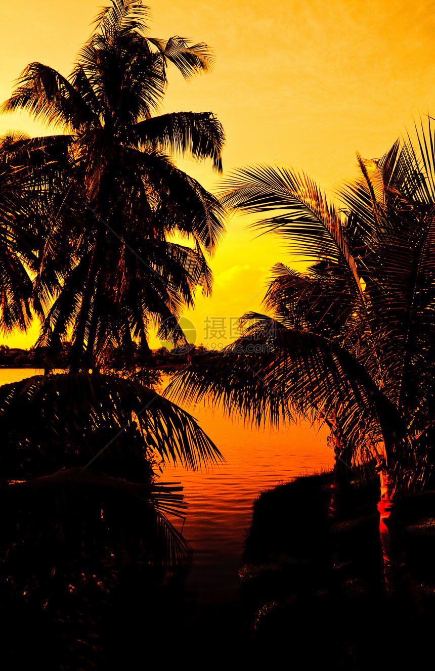 圆光影中的园子和椰子树图片