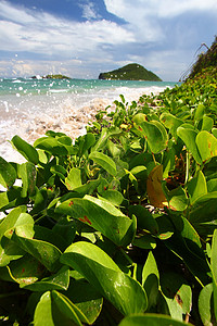 海滩上植被海滩  圣卢西亚红树树叶植被叶子飞沫绿色假期天堂旅行热带背景