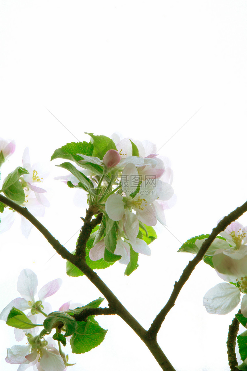 苹果树花粉植物白色花瓣植物学花园生活宏观粉色季节图片