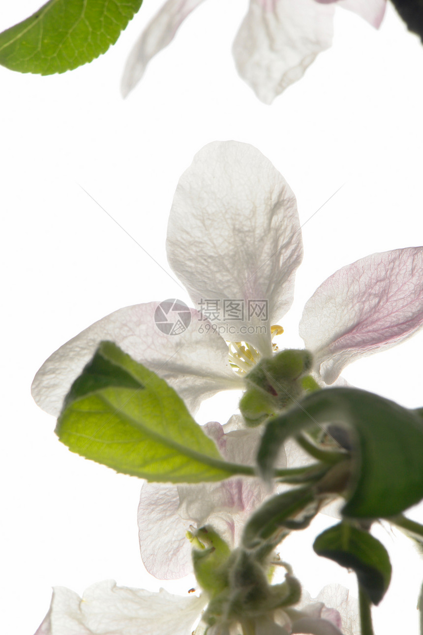 苹果树宏观果园粉色生活花园白色植物季节花粉植物学图片