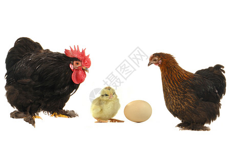 鸡和鸡生活动物群动物男性梳子红色爪子家畜生物生产高清图片
