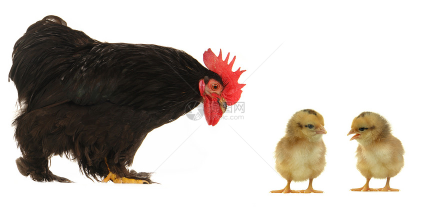 公鸡生物鸡蛋动物群家畜生产栖息地红色小鸡家禽梳子图片