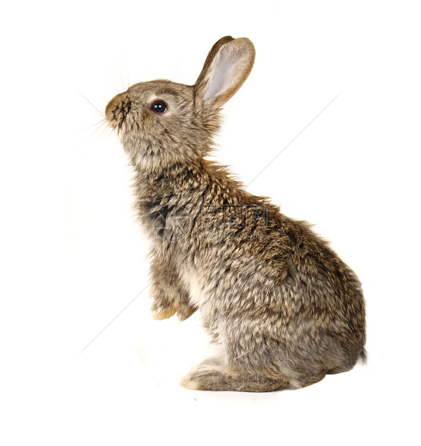 灰色兔子农业哺乳动物白色生物荒野动物农场野生动物兄弟配种图片