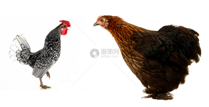 黑母鸡农场鸟类黑色生产公鸡流感男性动物小鸡白色图片