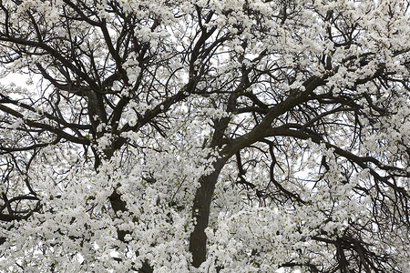 开花树白色花朵树木背景图片