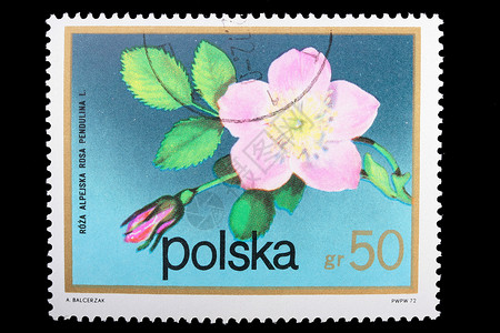 - 1974年波兰-CIRCA 阿尔卑斯山玫瑰邮票高清图片