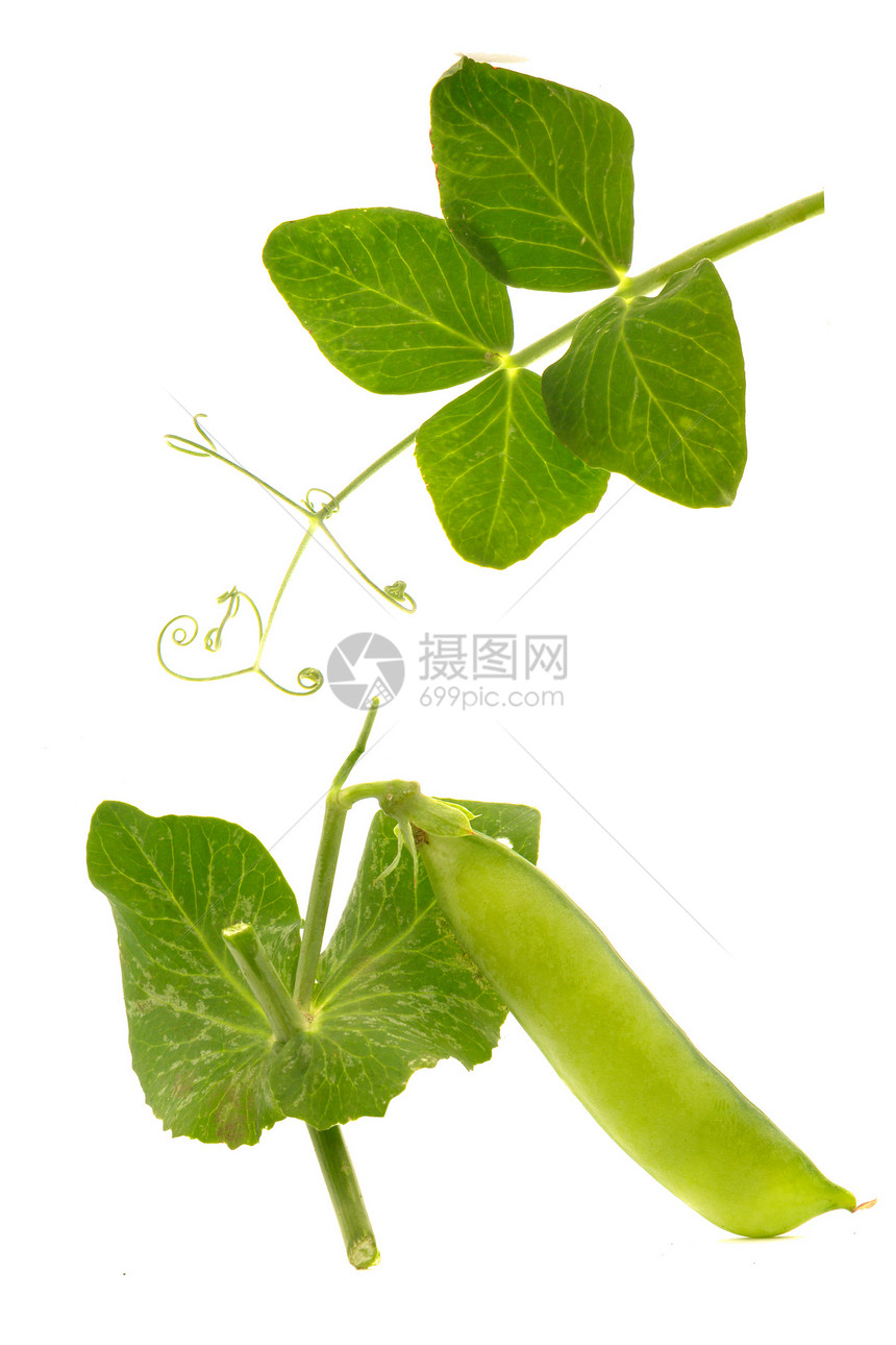 青豆饮食园艺绿色营养食物爱好花园蔬菜健康豆类图片