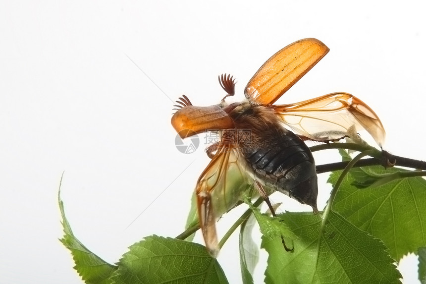 美布航班空间叶子甲虫生物学生活寄生动物濒危生物图片