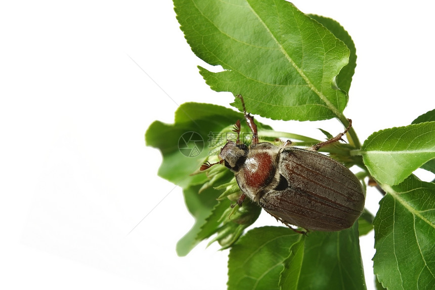 美布生物学植物生活叶子昆虫濒危发射甲虫寄生动物图片