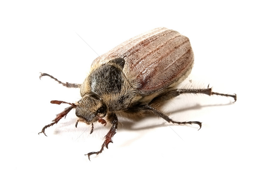 美布寄生空间生物航班甲虫动物环境侵略生物学植物图片