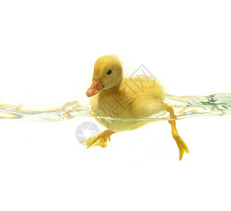 黄色漂浮鸭子宠物家禽小鸡游泳新生黄色白色动物雏鸟背景