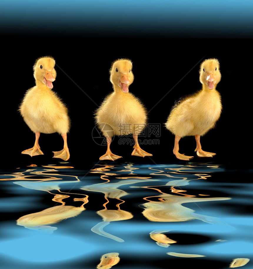 三只鸭子农业宠物动物小鸡黄色新生家禽婴儿乡村孩子图片