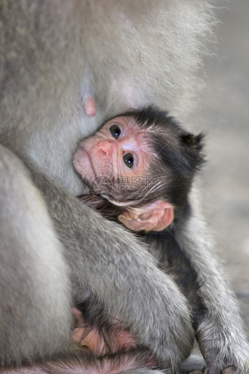 Macaque 猴子新生孩子婴儿红树公园母亲旅行树木情调猕猴图片