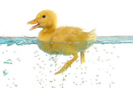 鸭子新生小鸡游泳黄色宠物雏鸟家禽动物背景图片