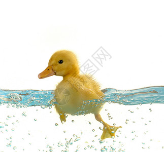 鸭子新生雏鸟动物黄色游泳家禽小鸡宠物背景图片