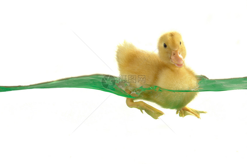 鸭子宠物家禽小鸡新生雏鸟黄色动物游泳图片