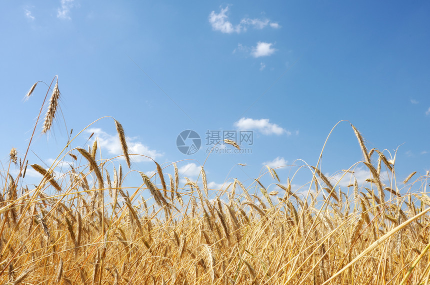 小麦田辉光粮食国家农作物面包谷物森林核心收成天堂图片