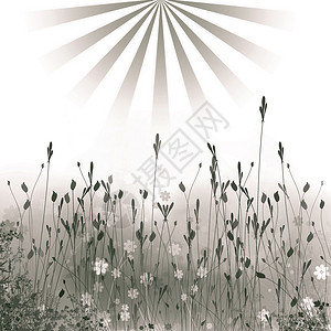 草地太阳装饰品印迹空地插图白色框架背景图片