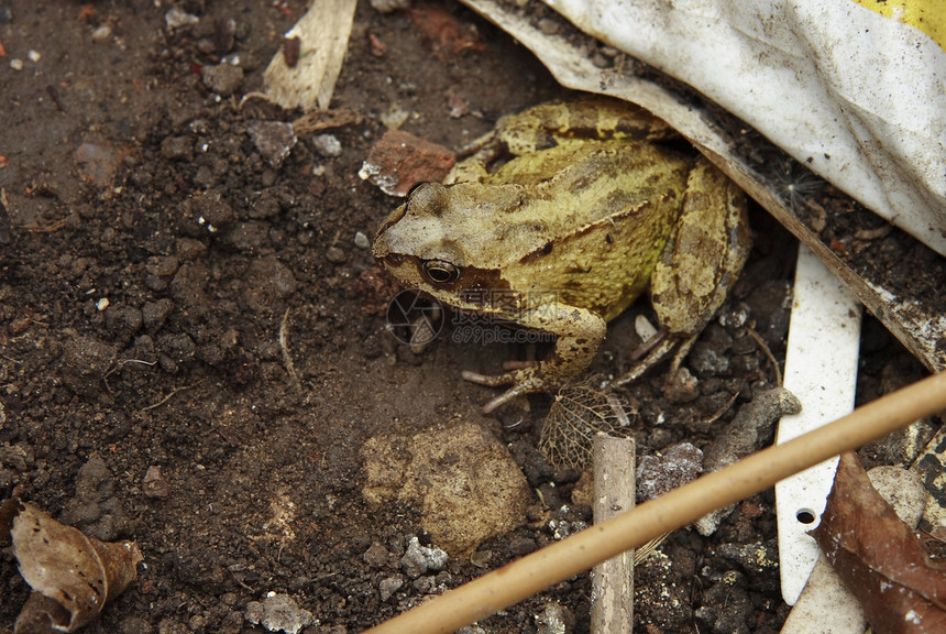躲在垃圾堆中的青蛙生态爬虫飞跃蟾蜍野生动物叶子动物两栖动物环境脚趾图片