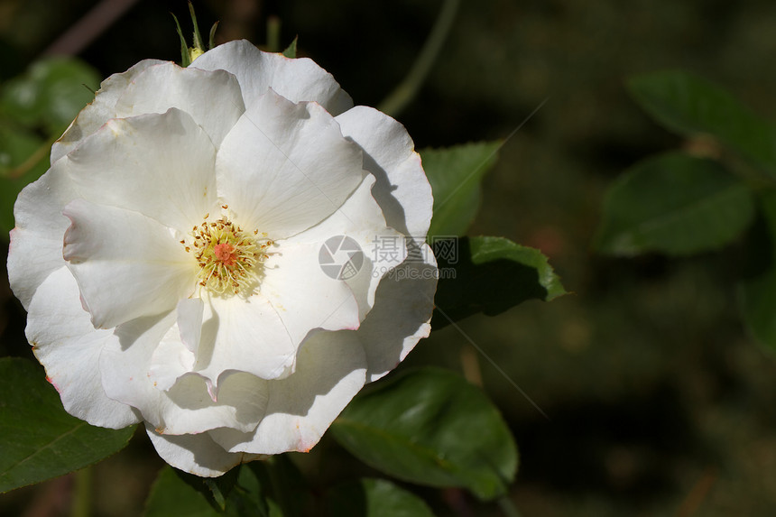 大白玫瑰图片