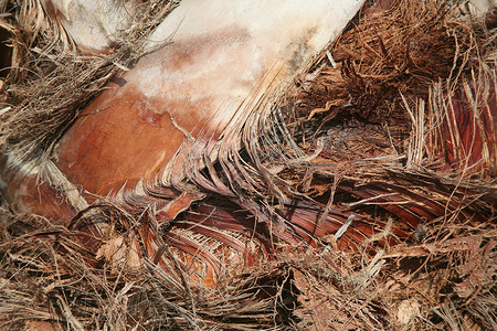 棕榈树树树皮背景背景图片
