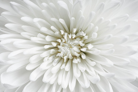 白白色美丽的花朵紧贴背景图片