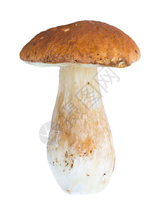 朱塞佩孤立的野生蘑菇棕色季节白色蔬菜食物植物学森林环境荒野植物背景