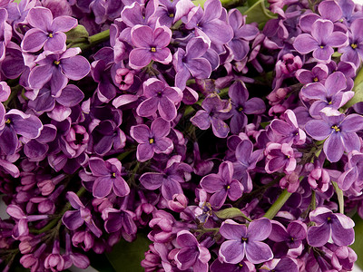紫硅c香气植物紫色背景图片