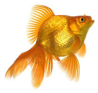 金鱼运动白色游泳尾巴动物水族馆宠物金子背景图片