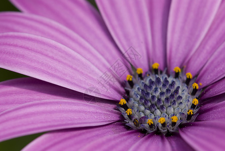 紫色有光带里面有黄色花朵的紫色菊花背景