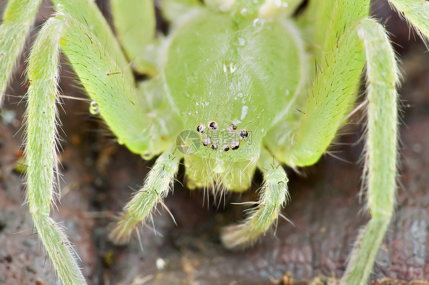 一只绿色的蜘蛛 八只眼睛图片