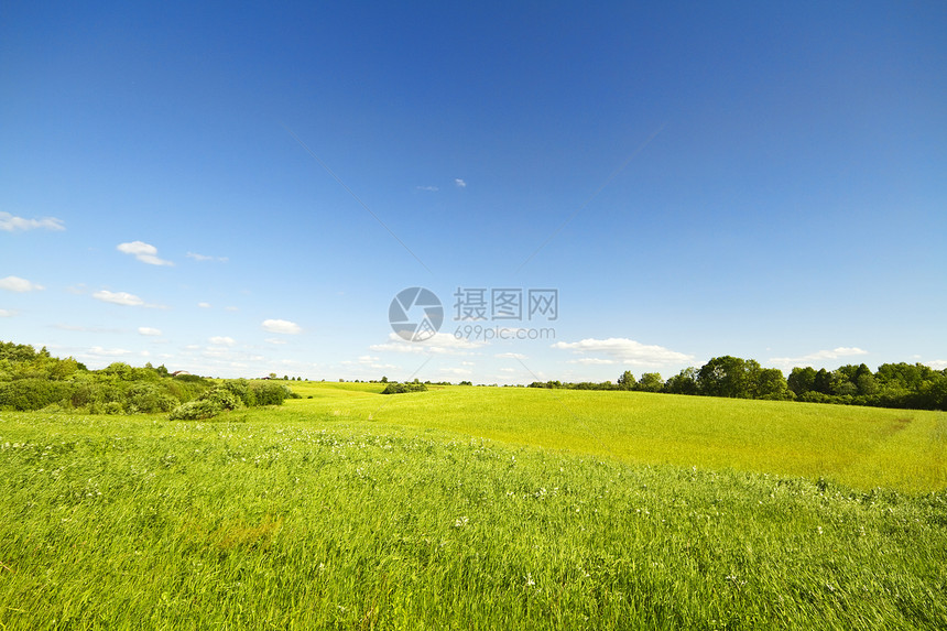 夏季风景自由农业牧场孤独地平线叶子小麦蓝色环境阳光图片