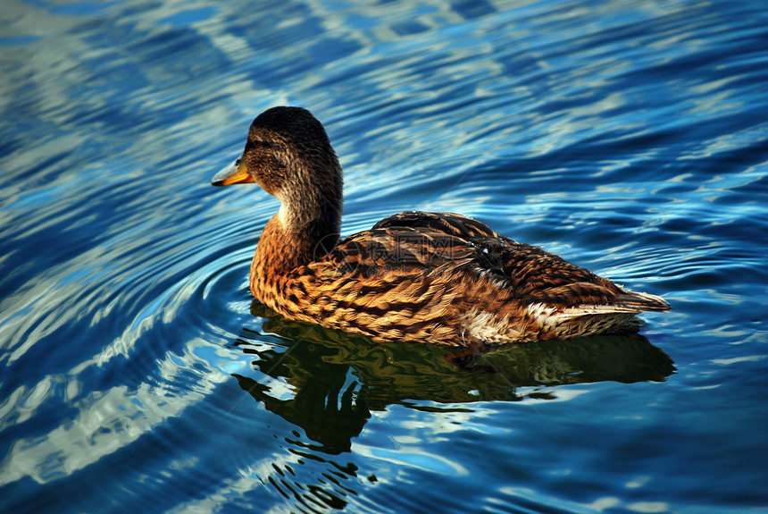 鸭子在湖边环境翅膀游泳羽毛动物群蓝色动物生物学荒野动物学图片