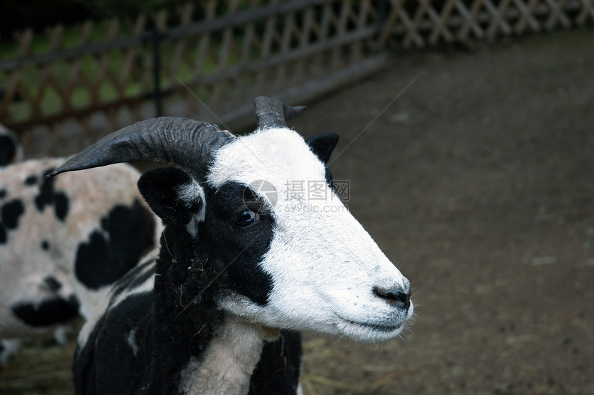 年轻山羊牛角生态毛皮耳朵眼睛头发动物园土地季节栅栏图片