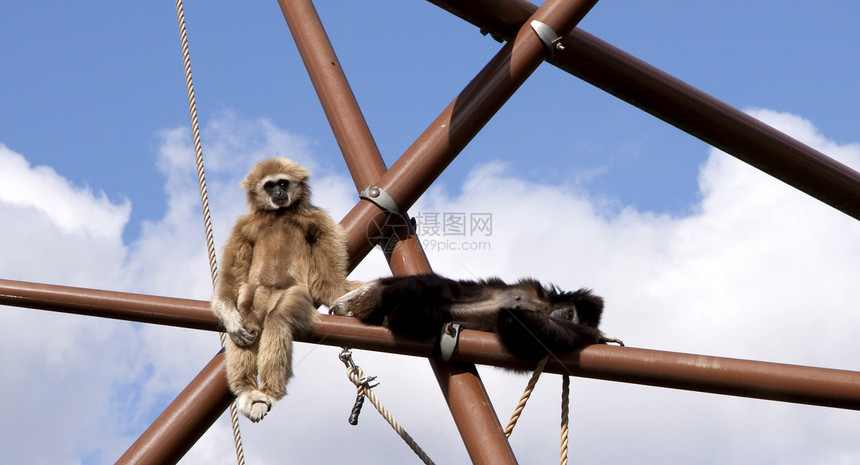 两个有趣的黑色宠物荒野野生动物猴子生物动物园人猿丛林灵长类图片