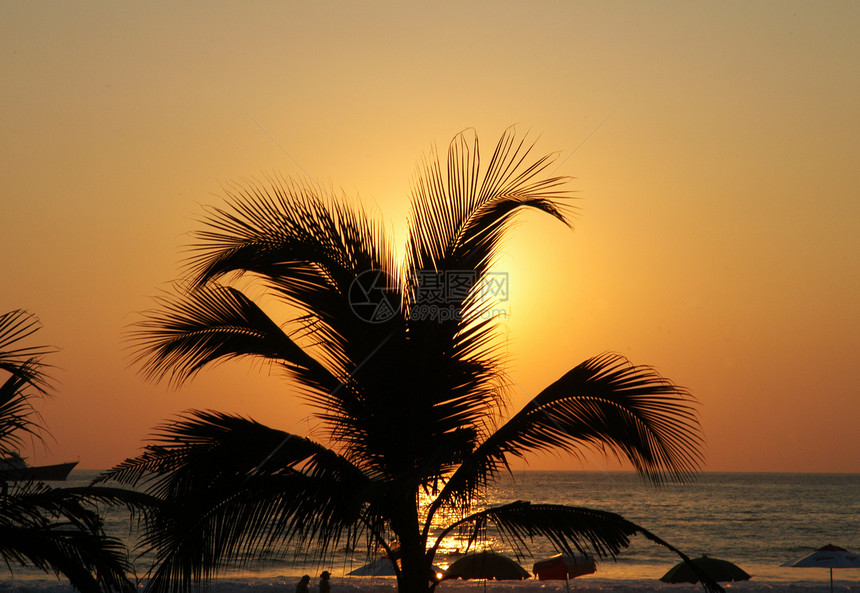 棕榈在普多埃斯康迪多的苏丝网光下日出剪影橙子岛屿太阳海洋热带阳光天堂海景图片