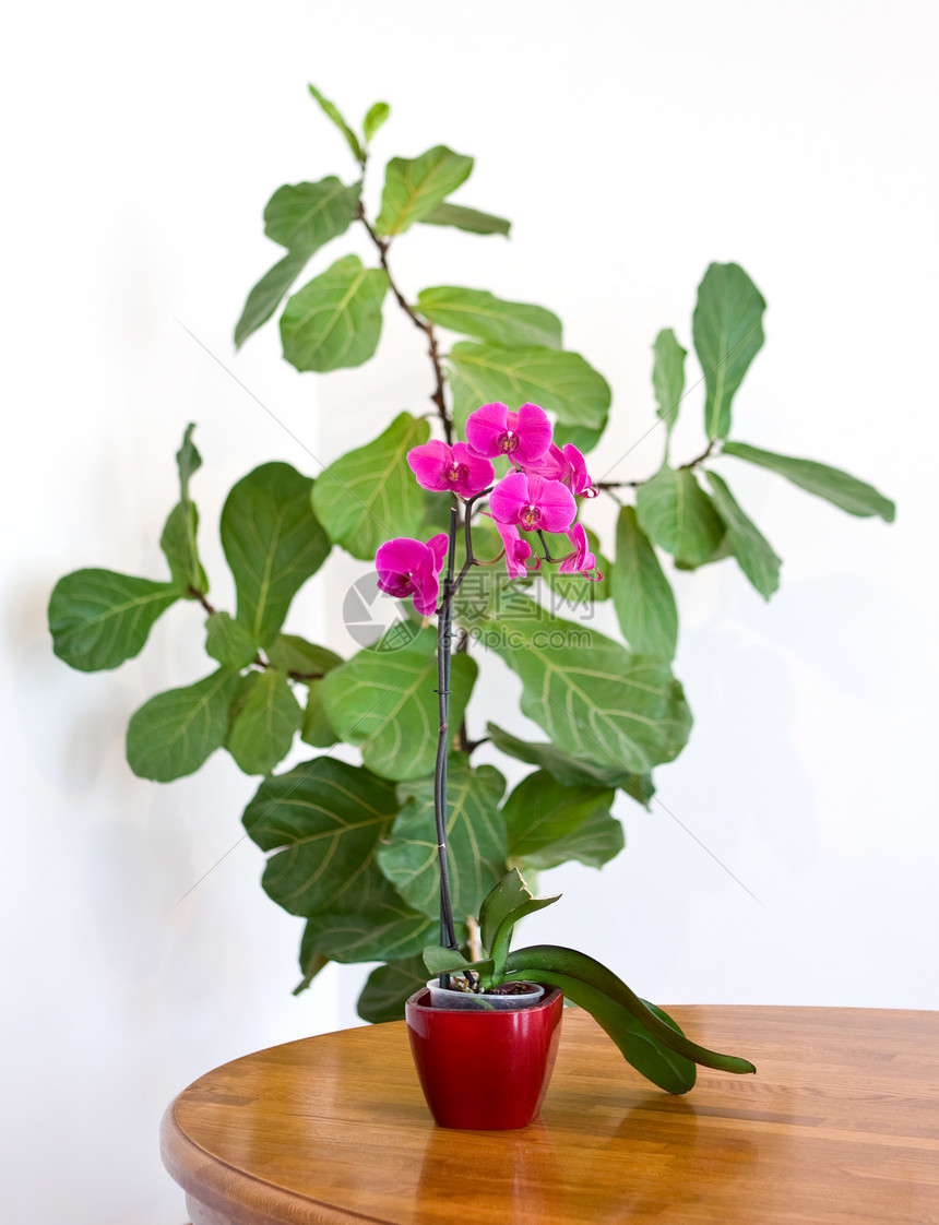 兰花白色棕色桌子花盆自然紫色展示粉色植物植物学图片