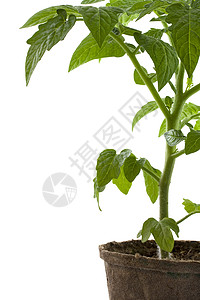 生物可降解泥罐中的新番茄厂背景图片